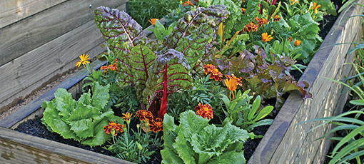 Raised Bed of Winter Vegetables