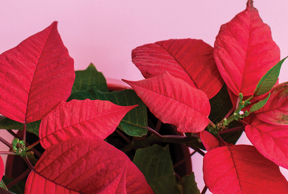 The Pretty Poinsettia