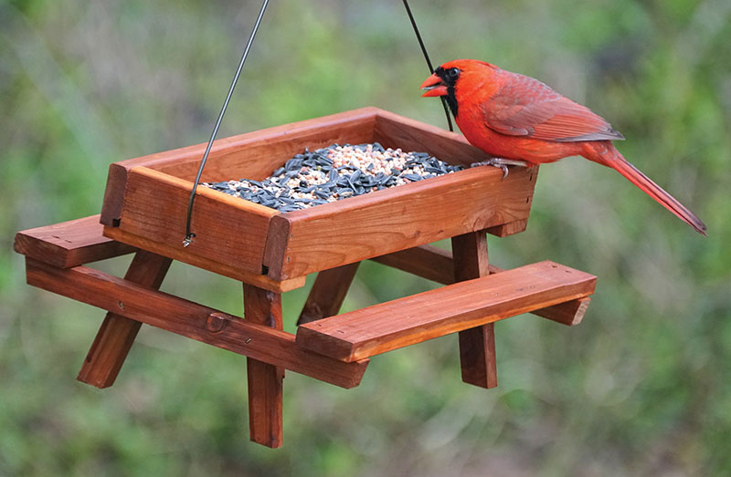Red Cardinal in Bird Feeder