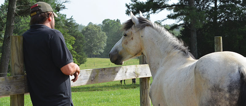 Horse rescue mission